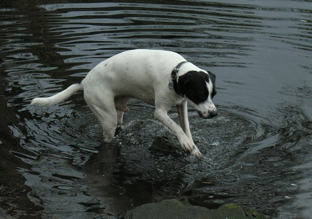 Toby, ein Kreta-Mischling spielt im Wasser