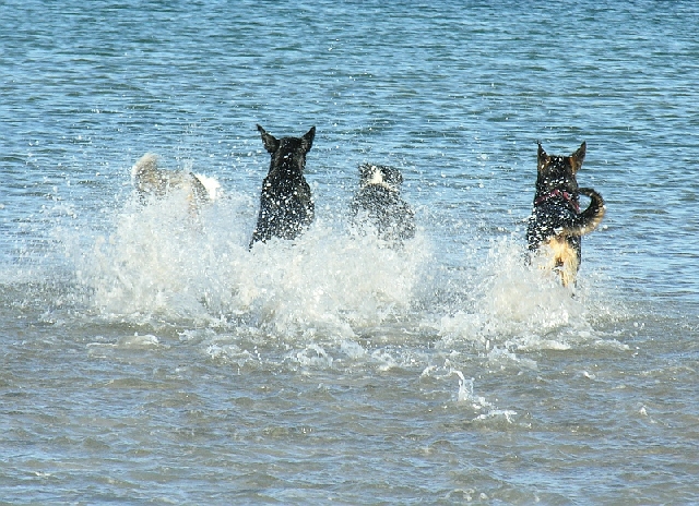 4 Hunde toben in der Ostsee einem Ball nach