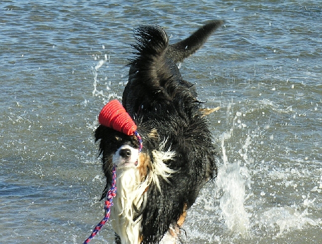 Mit großem Einsatz holte dieser Hund einen Ball aus der Ostsee