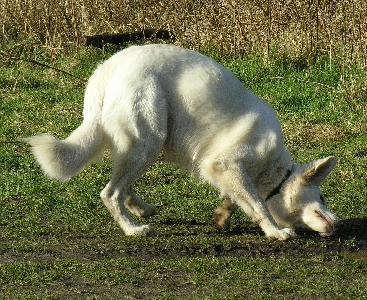 Odin, ein weißer Schäferhund, sehr dominant