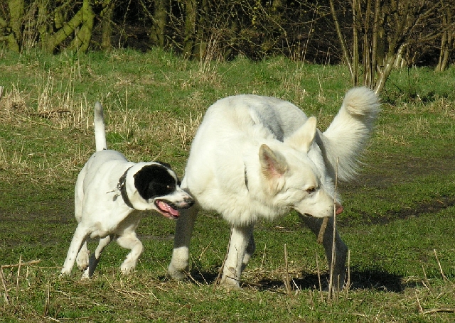 Odin, ein weißer Schäferhund, spielt mit Toby, dem Kratamix