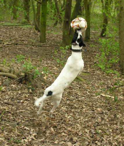 Edel spielt mit dem Kratamischling Toby Fußball, und der fängt jeden Ball