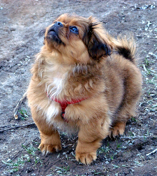 Hund auf der spielwiese an der Rahlau