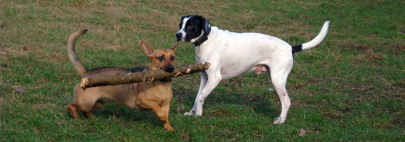 Mischlilng Dackel und Schäferhund