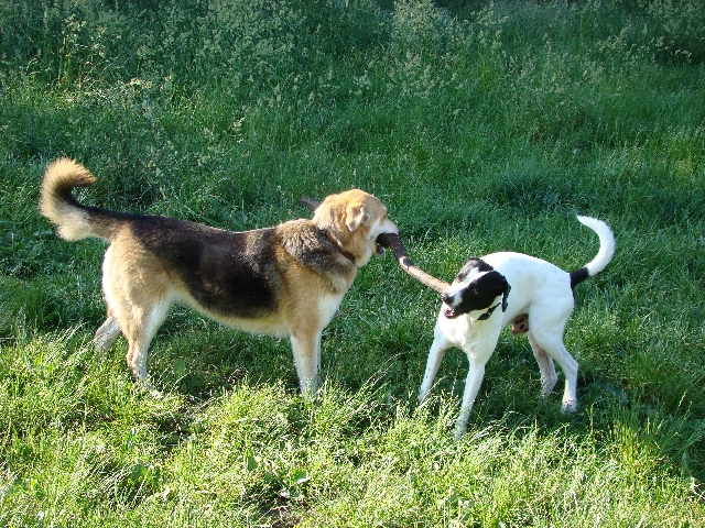 Der Graue, ein 14 Jahre alter Hund, der kaum noch laufen kann.