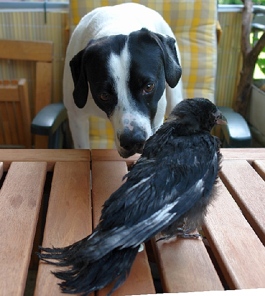 Hund hebt das Bein am Schild Hundeauslaufgebiet