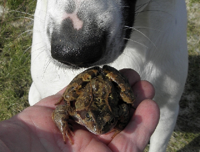 Hund beschnüffelt einen Grasfrosch