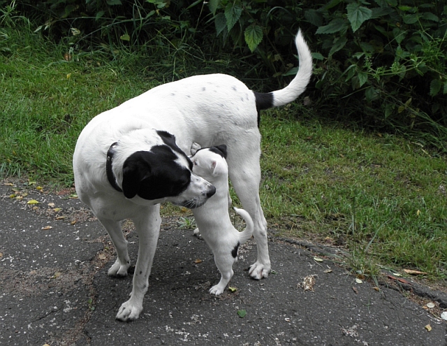 Tobys neuer Freund ist erst 7 Wochen alt