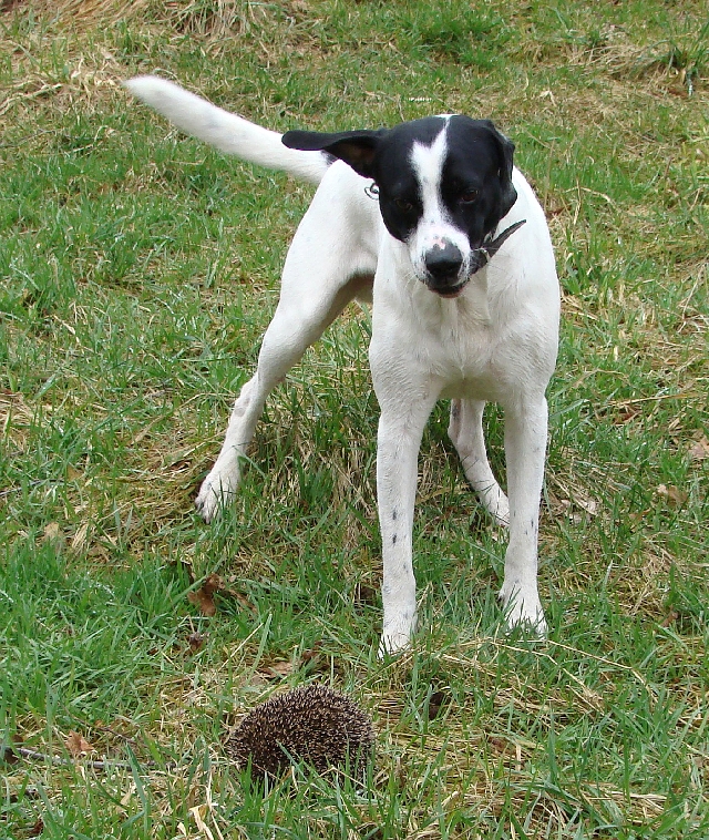 Toby findet einen Igel und verbellt ihn