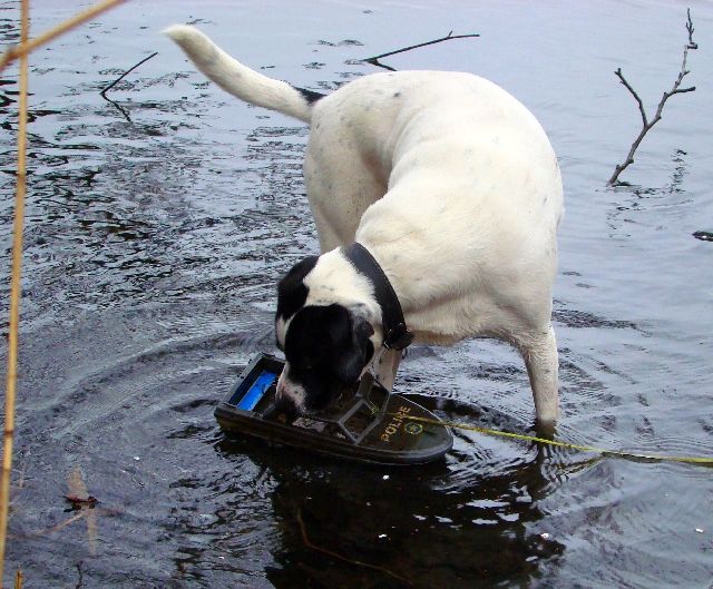 Hund bringt ein havariertes Polizeiboot an Land